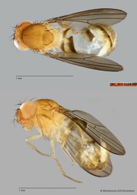 Drosophilidae sp. "cf. Scaptodrosophila ZRCBDP0104789"•&copy; Miteshravin S/O Ravindran•All Rights Reserved