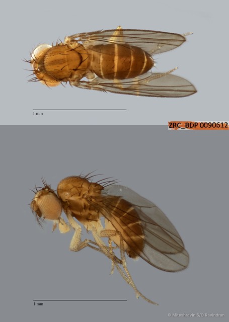Drosophilidae sp. "cf. Scaptomyza ZRCBDP0090612"•&copy; Miteshravin S/O Ravindran•All Rights Reserved