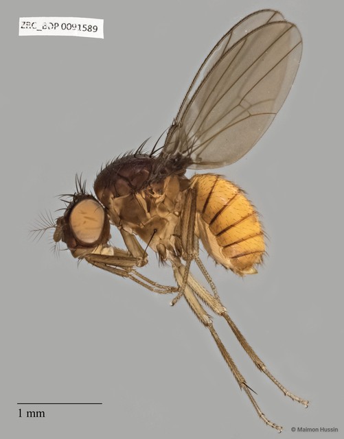 Drosophilidae sp. "ZRCBDP0019949"•&copy; Maimon Hussin•All Rights Reserved