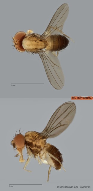 Drosophilinae sp. "ZRCBDP0081077"•&copy; Miteshravin S/O Ravindran•All Rights Reserved