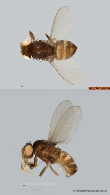 Drosophilidae sp. "ZRCBDP0090057"•&copy; Miteshravin S/O Ravindran•All Rights Reserved