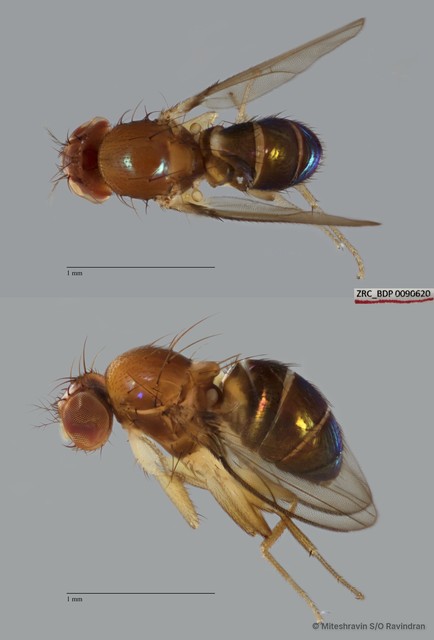 Drosophilinae sp. "ZRCBDP0090343"•&copy; Miteshravin S/O Ravindran•All Rights Reserved