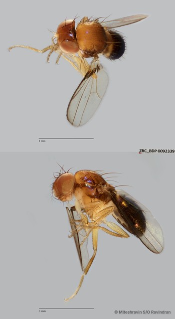 Drosophilinae sp. "ZRCBDP0090732"•&copy; Miteshravin S/O Ravindran•All Rights Reserved