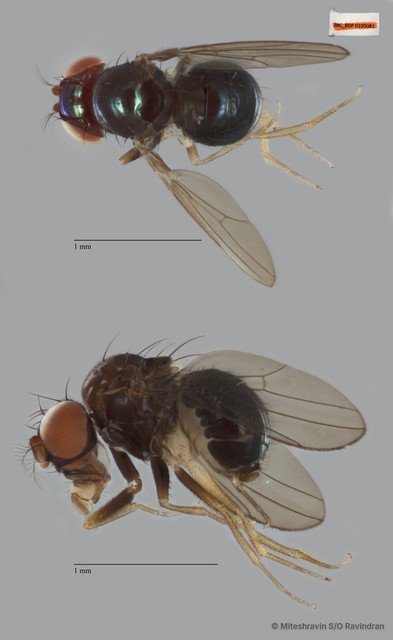 Drosophilinae sp. "ZRCBDP0091386"•&copy; Miteshravin S/O Ravindran•All Rights Reserved