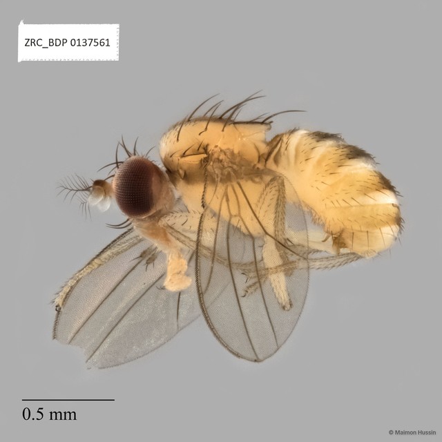 Drosophilidae sp. "ZRCBDP0135830"•&copy; Maimon Hussin•All Rights Reserved