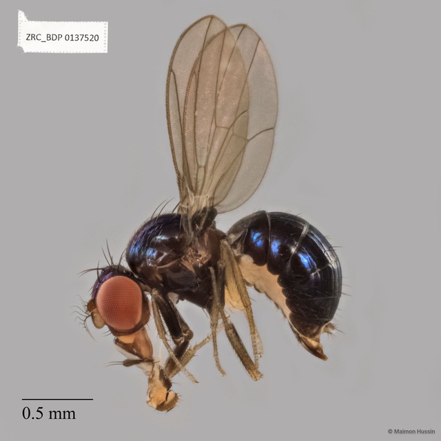 Drosophilinae sp. "ZRCBDP0137520"•&copy; Maimon Hussin•All Rights Reserved