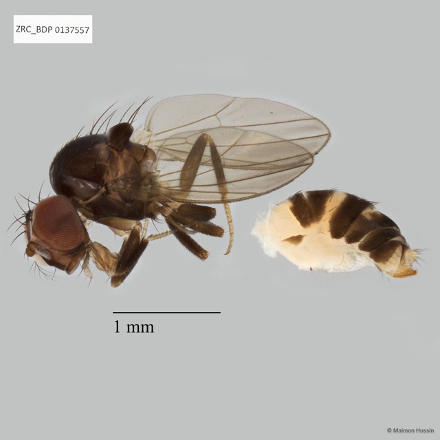 Drosophilinae sp. "ZRCBDP0137557"•&copy; Maimon Hussin•All Rights Reserved