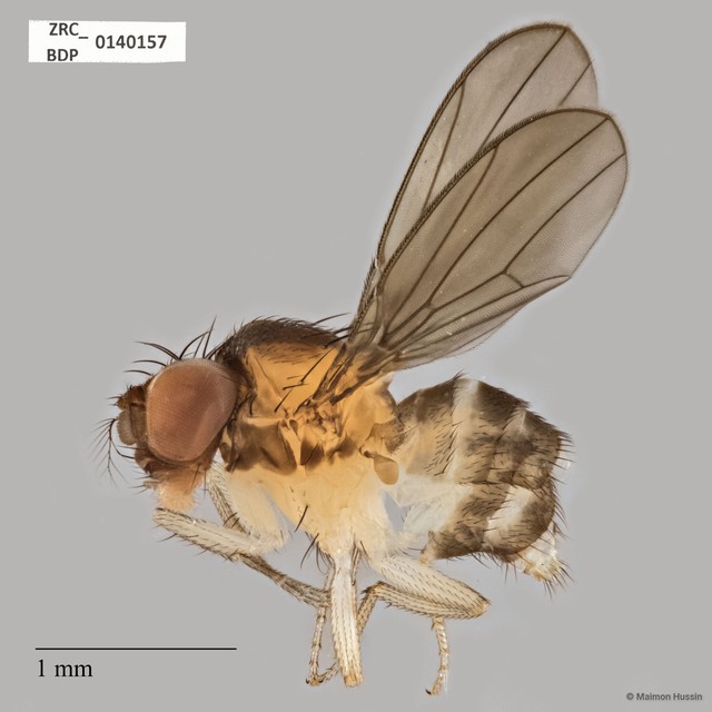 Drosophilinae sp. "ZRCBDP0140157"•&copy; Maimon Hussin•All Rights Reserved