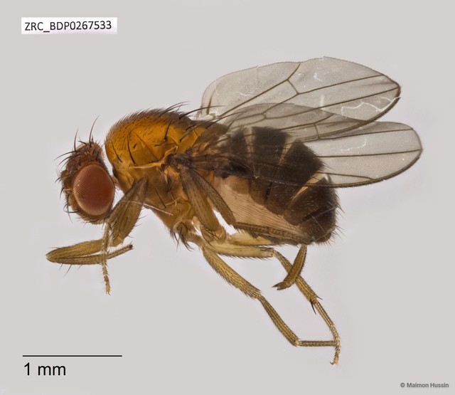 Drosophilidae sp. "ZRCBDP0267533"•&copy; Maimon Hussin•All Rights Reserved