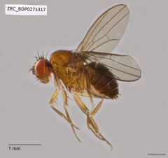 Drosophilidae sp. "ZRCBDP0267533"•&copy; Maimon Hussin•All Rights Reserved
