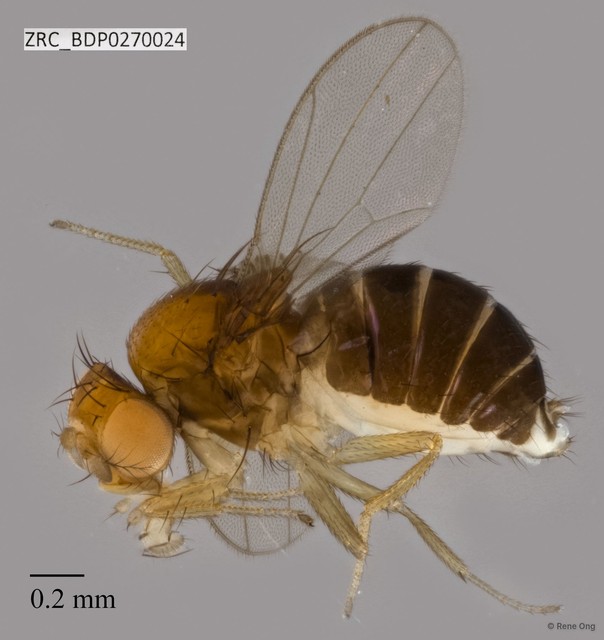 Drosophilidae sp. "ZRCBDP0270024"•&copy; Rene Ong•All Rights Reserved
