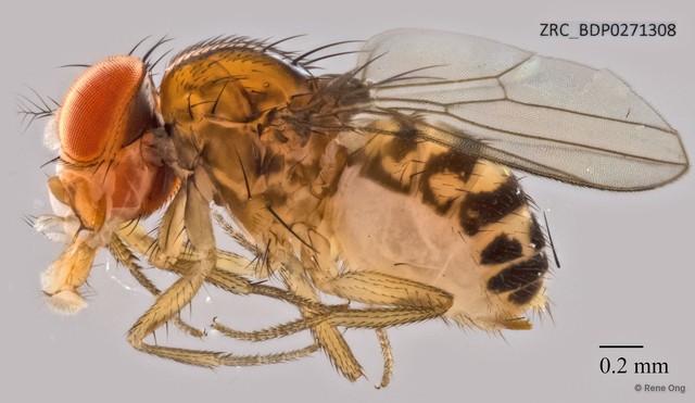 Drosophilidae sp. "ZRCBDP0271308"•&copy; Rene Ong•All Rights Reserved