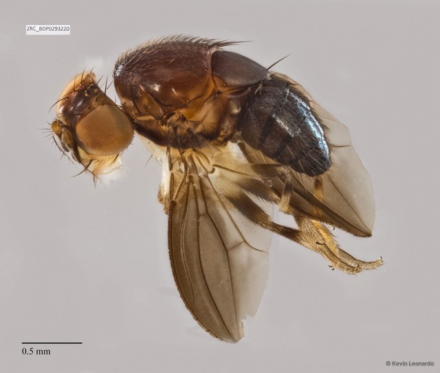 Drosophilidae sp. "ZRCBDP0293220"•&copy; Kevin Leonardo•All Rights Reserved