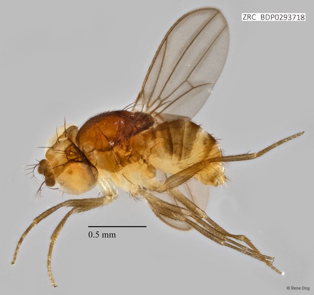 Drosophilidae sp. "ZRCBDP0293718"•&copy; Rene Ong•All Rights Reserved