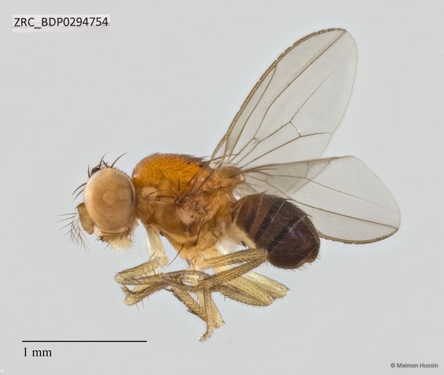 Drosophilidae sp. "ZRCBDP0294070"•&copy; Maimon Hussin•All Rights Reserved