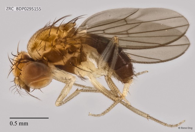 Drosophilidae sp. "ZRCBDP0295155"•&copy; Rene Ong•All Rights Reserved