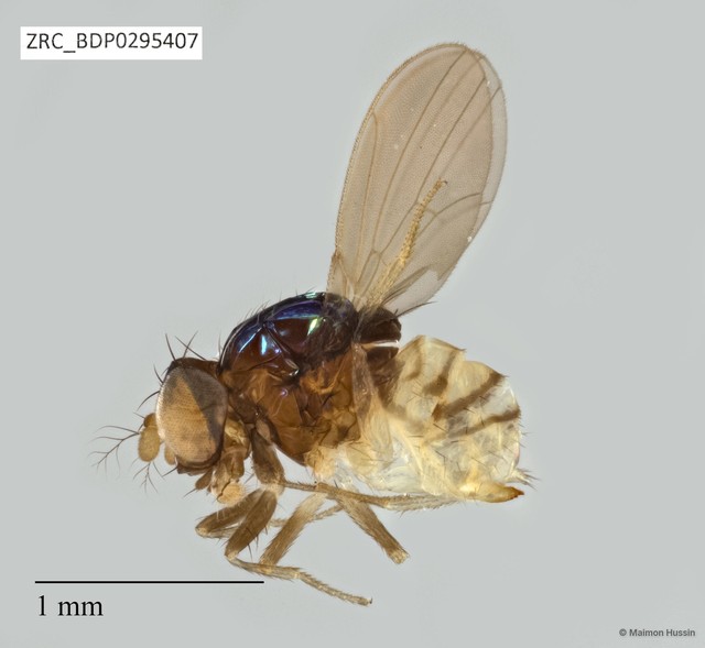 Drosophilidae sp. "ZRCBDP0295407"•&copy; Maimon Hussin•All Rights Reserved