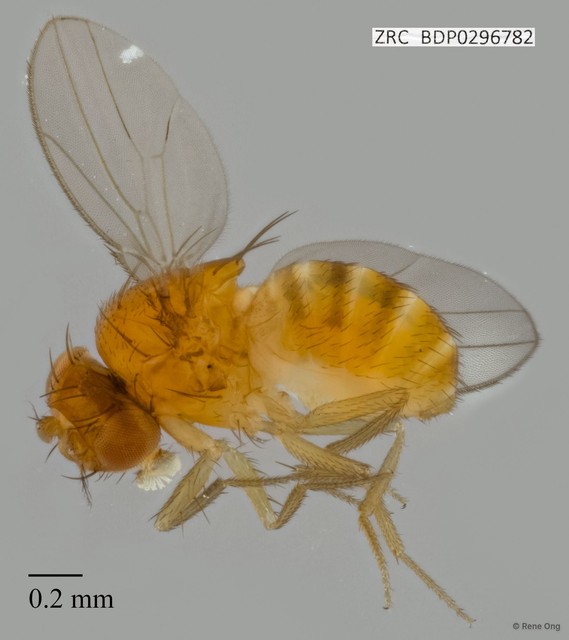 Drosophilidae sp. "ZRCBDP0296782"•&copy; Rene Ong•All Rights Reserved