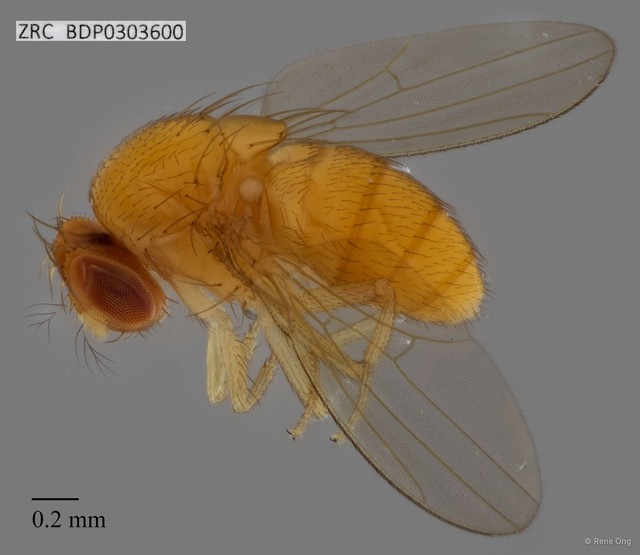 Drosophilidae sp. "ZRCBDP0303600"•&copy; Rene Ong•All Rights Reserved