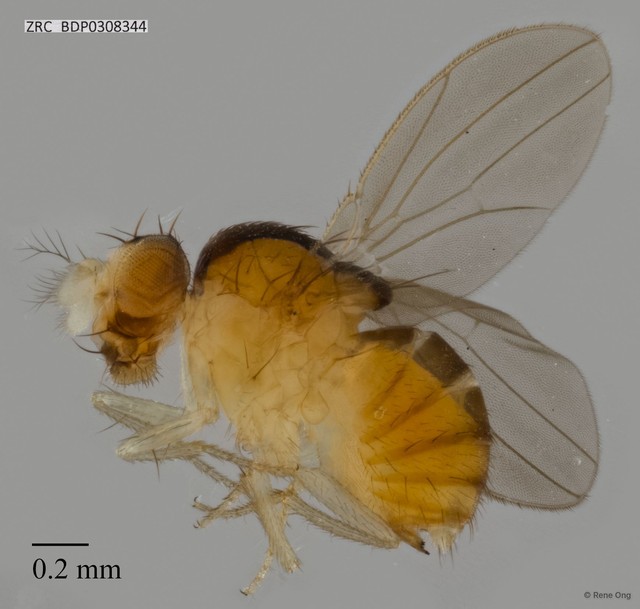Drosophilidae sp. "ZRCBDP0308344"•&copy; Rene Ong•All Rights Reserved