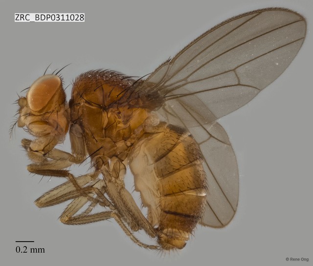 Drosophilidae sp. "ZRCBDP0311028"•&copy; Rene Ong•All Rights Reserved