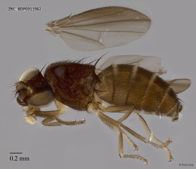 Drosophilidae sp. "ZRCBDP0311962"•&copy; Rene Ong•All Rights Reserved