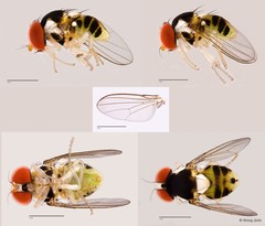 Acletoxenus sp. "cf. indicus"•&copy; Wong Jinfa•All Rights Reserved