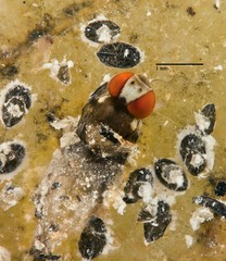 Acletoxenus sp. "cf. indicus"•&copy; Wong Jinfa•All Rights Reserved