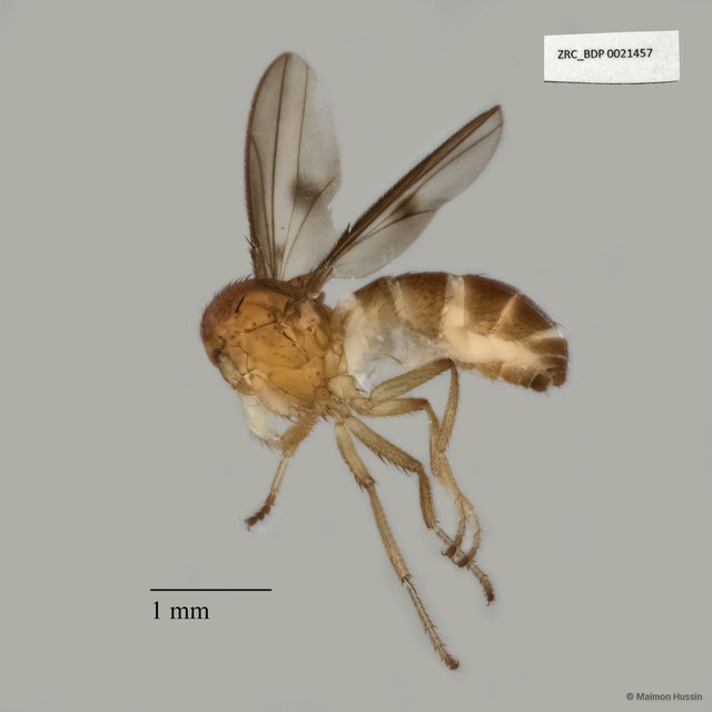 Drosophila sp. "cf. nasuta group cluster209"•&copy; Maimon Hussin•All Rights Reserved