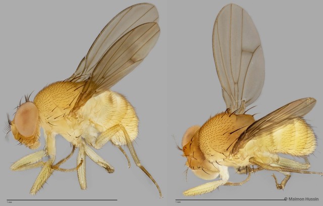 Drosophila sp. "cf. nasuta sensu stricto ZRCBDP0025134"•&copy; Maimon Hussin•All Rights Reserved