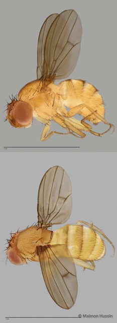 Drosophila sp. "cf. nasuta sensu stricto ZRCBDP0025135"•&copy; Maimon Hussin•All Rights Reserved