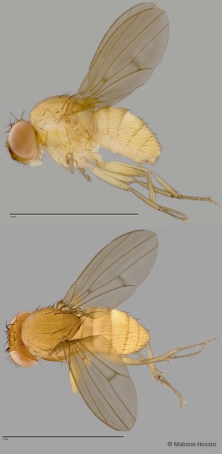 Drosophila sp. "cf. nasuta sensu stricto ZRCBDP0025472"•&copy; Maimon Hussin•All Rights Reserved
