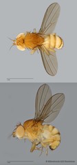 Drosophila (Sophophora) sp. "melanogaster ZRCBDP0089774"•&copy; Miteshravin S/O Ravindran•All Rights Reserved