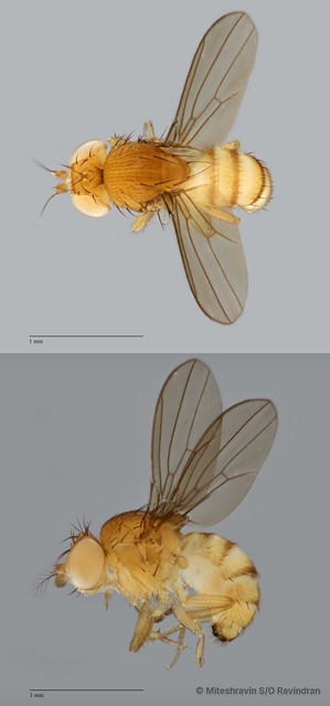 Drosophila (Sophophora) sp. "melanogaster ZRCBDP0089774"•&copy; Miteshravin S/O Ravindran•All Rights Reserved