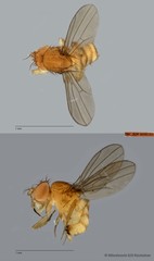 Drosophila (Sophophora) sp. "melanogaster ZRCBDP0089774"•&copy; Miteshravin S/O Ravindran•All Rights Reserved