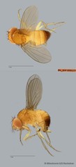 Drosophila (Sophophora) sp. "melanogaster ZRCBDP0089789"•&copy; Miteshravin S/O Ravindran•All Rights Reserved