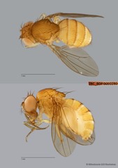 Drosophila (Sophophora) sp. "melanogaster ZRCBDP0089789"•&copy; Miteshravin S/O Ravindran•All Rights Reserved