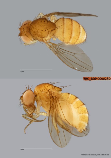 Drosophila (Sophophora) sp. "melanogaster ZRCBDP0089789"•&copy; Miteshravin S/O Ravindran•All Rights Reserved