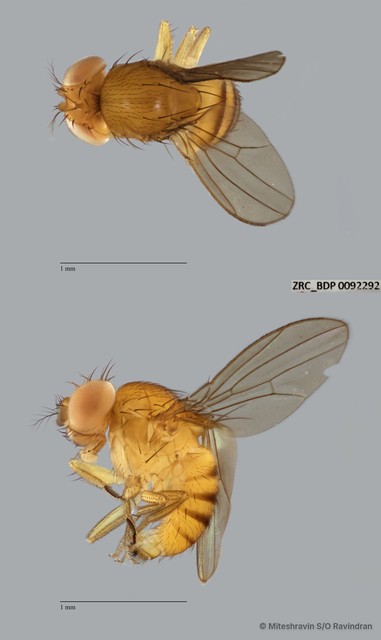 Drosophila (Sophophora) sp. "melanogaster ZRCBDP0090197"•&copy; Miteshravin S/O Ravindran•All Rights Reserved