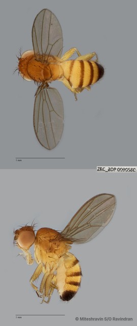 Drosophila (Sophophora) sp. "melanogaster ZRCBDP0090207"•&copy; Miteshravin S/O Ravindran•All Rights Reserved