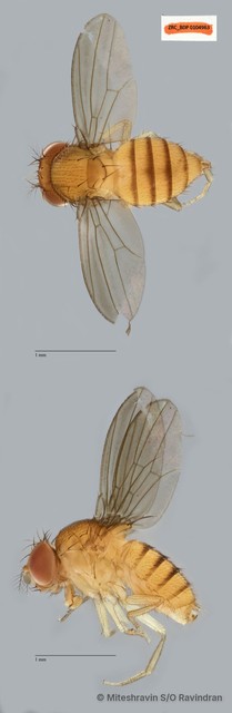 Drosophila (Sophophora) sp. "melanogaster ZRCBDP0104963"•&copy; Miteshravin S/O Ravindran•All Rights Reserved