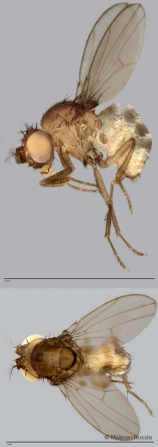 Drosophila sp. "ZRCBDP0020094"•&copy; Maimon Hussin•All Rights Reserved