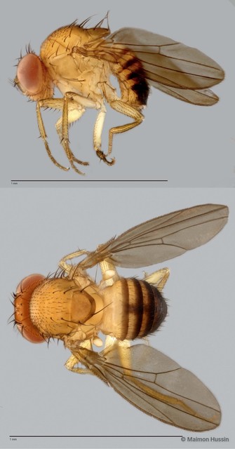 Drosophila (Sophophora) sp. "ZRCBDP0021674"•&copy; Maimon Hussin•All Rights Reserved