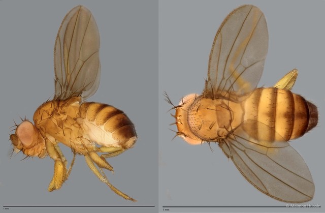 Drosophila (Sophophora) sp. "ZRCBDP0021780"•&copy; Maimon Hussin•All Rights Reserved