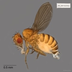 Drosophila (Sophophora) sp. "ZRCBDP0021780"•&copy; Maimon Hussin•All Rights Reserved