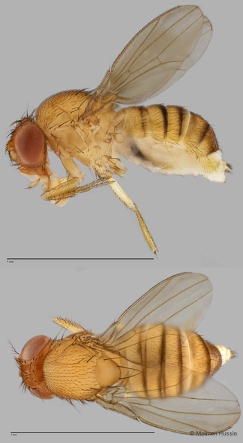Drosophila (Sophophora) sp. "ZRCBDP0025333"•&copy; Maimon Hussin•All Rights Reserved