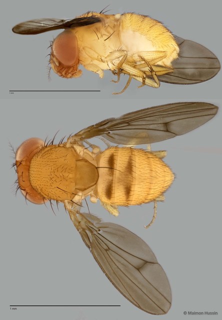 Drosophila sp. "ZRCBDP0025477"•&copy; Maimon Hussin•All Rights Reserved