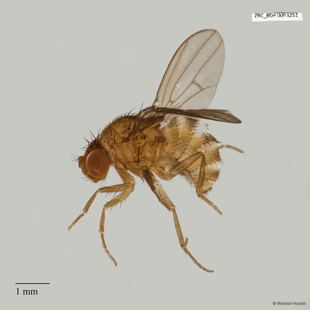 Drosophila sp. "ZRCBDP0025508"•&copy; Maimon Hussin•All Rights Reserved