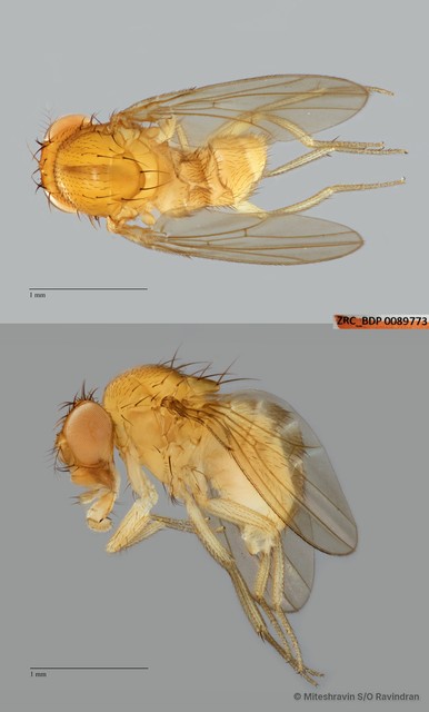 Drosophila sp. "ZRCBDP0089773"•&copy; Miteshravin S/O Ravindran•All Rights Reserved