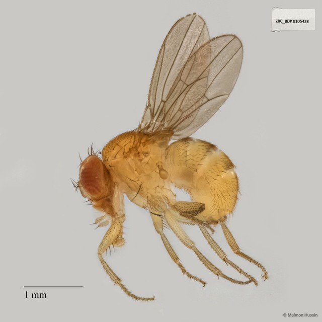 Drosophila sp. "ZRCBDP0090143"•&copy; Maimon Hussin•All Rights Reserved